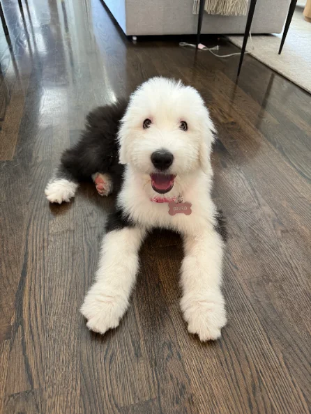 An Old English Sheepdog