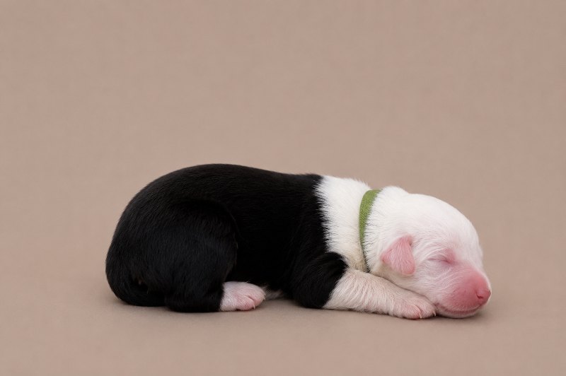 A newborn boy Old English Sheepdog, asleep