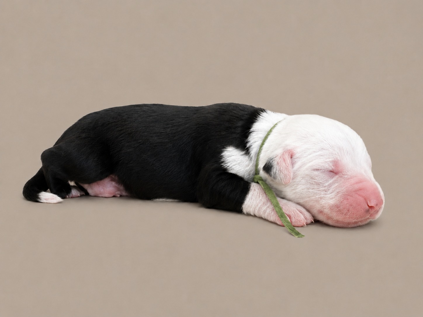 A newborn boy Sheepadoodle in a green collar, black with a white head, asleep