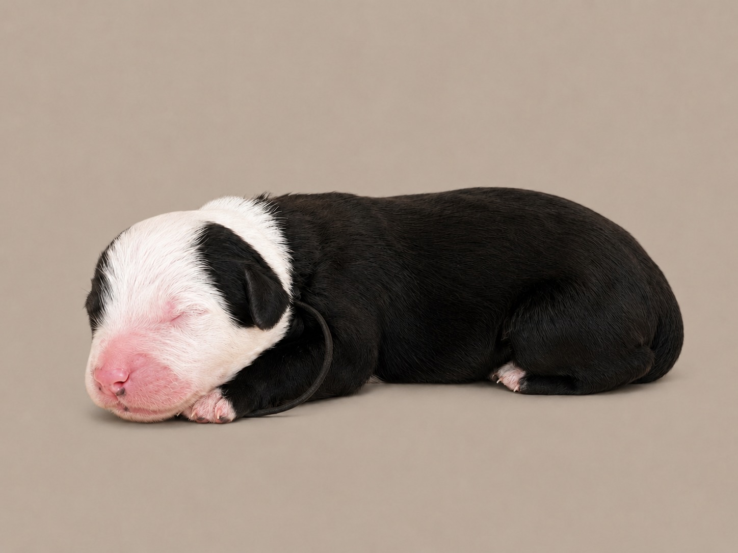 A newborn boy Sheepadoodle in a dark brown collar, black with a white face, asleep
