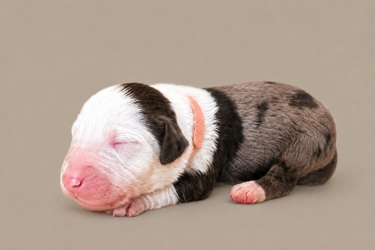 A newborn girl Sheepadoodle in a peach collar, asleep